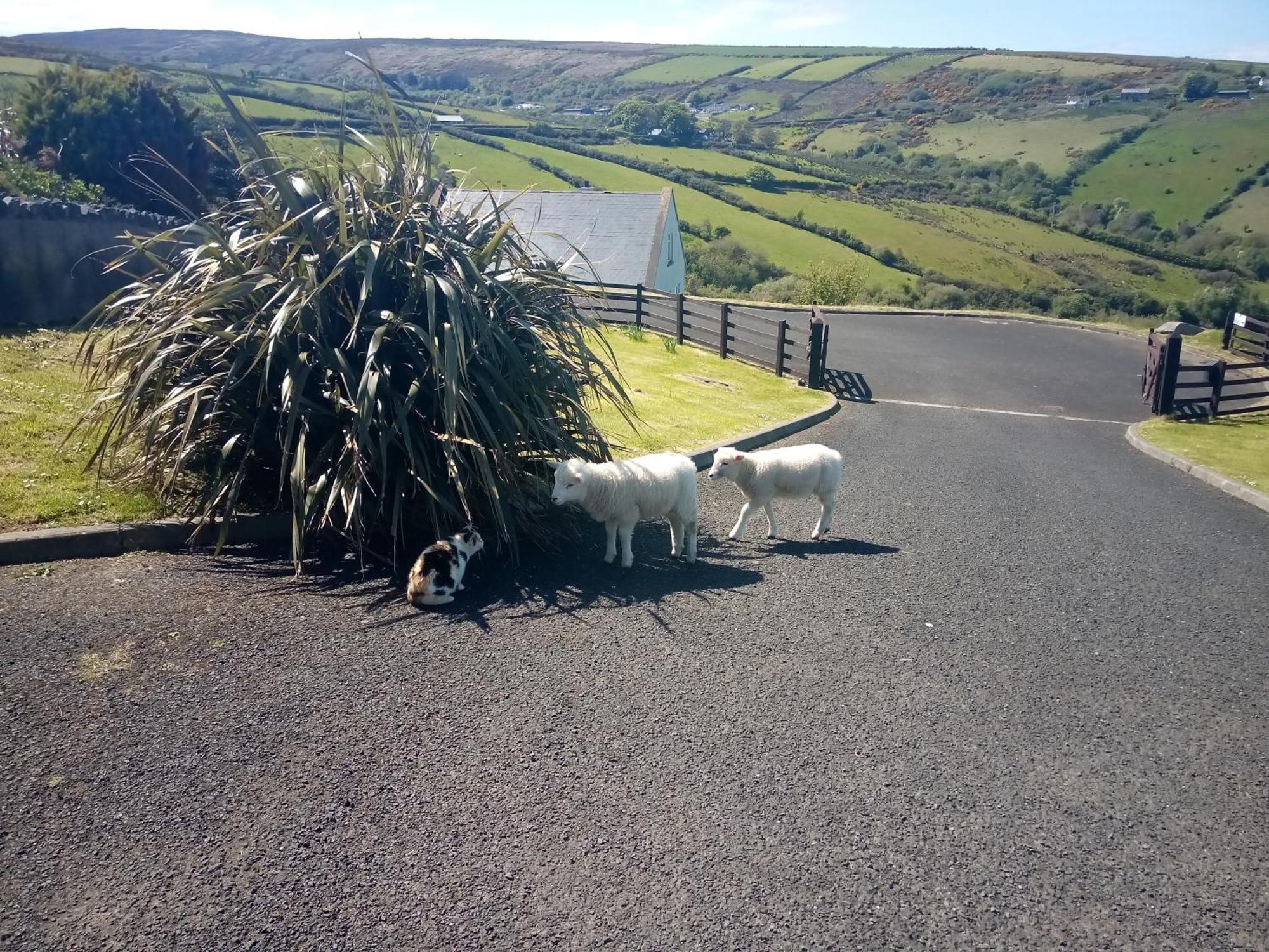 גרינקאסל Wild Atlantic View Inishowen מראה חיצוני תמונה